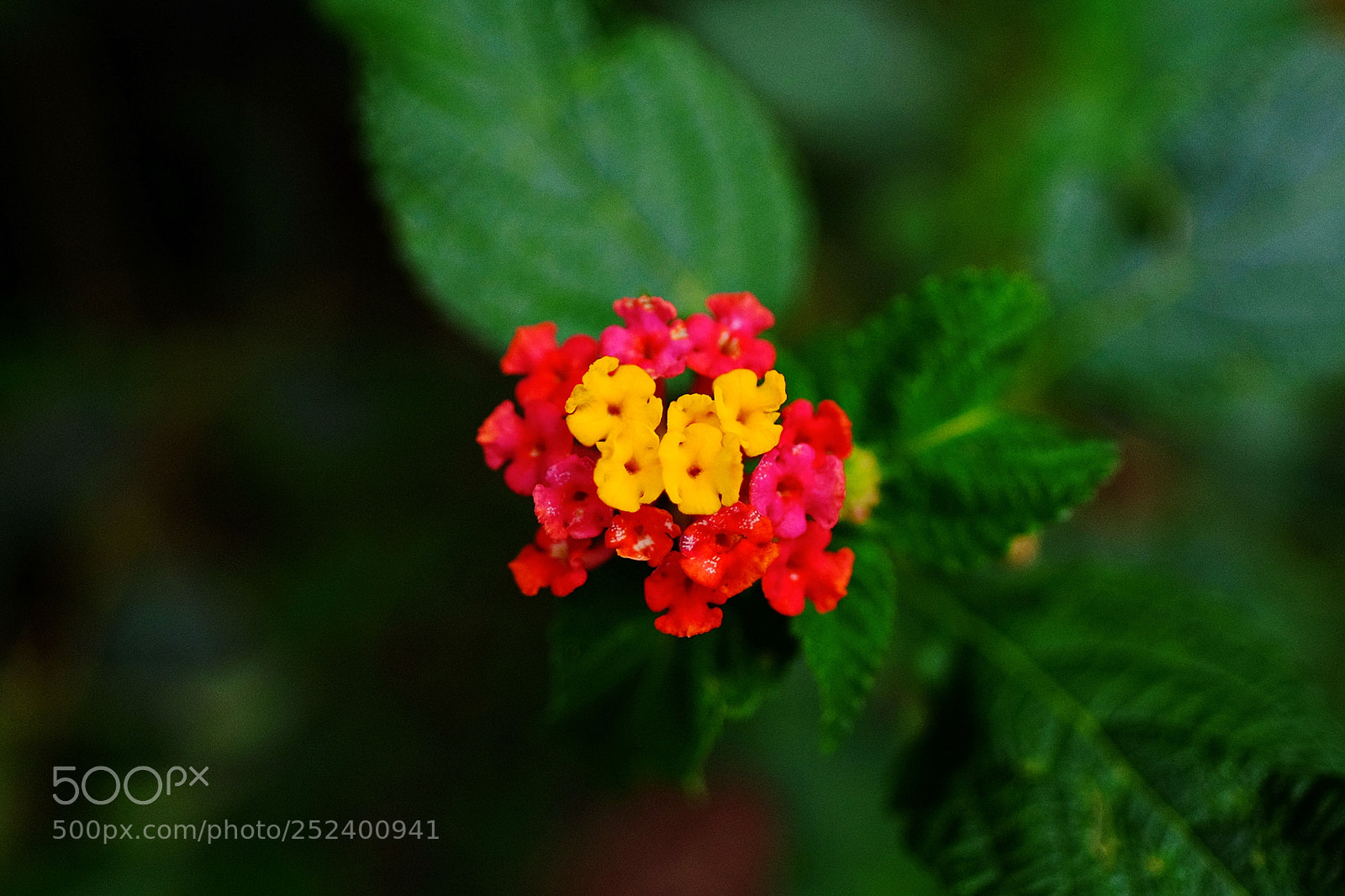 Fujifilm X-T1 sample photo. Capitão-do-mato photography