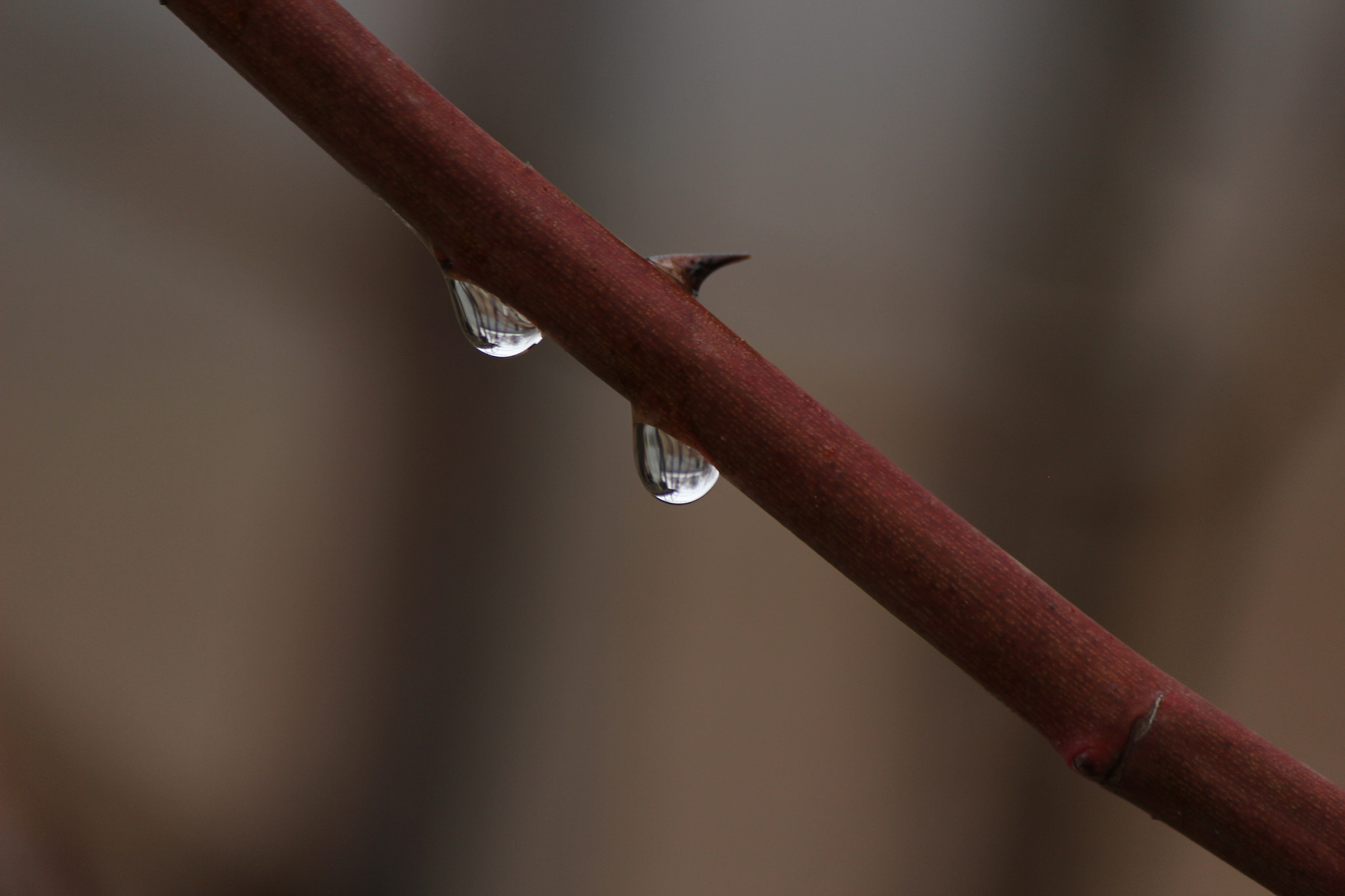 Canon EF-S 55-250mm F4-5.6 IS sample photo