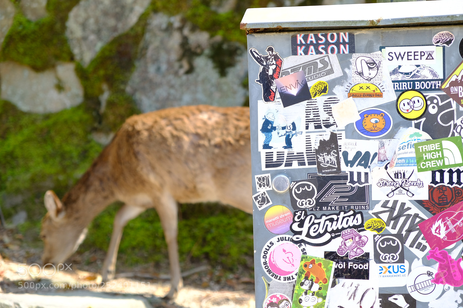 Fujifilm X-T20 sample photo. Deer photography