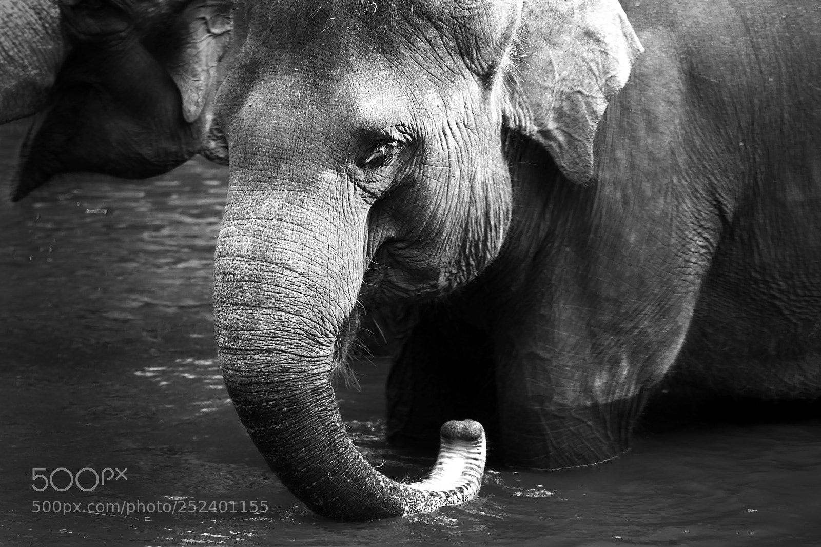 Canon EOS 5D Mark II sample photo. Elephant photography