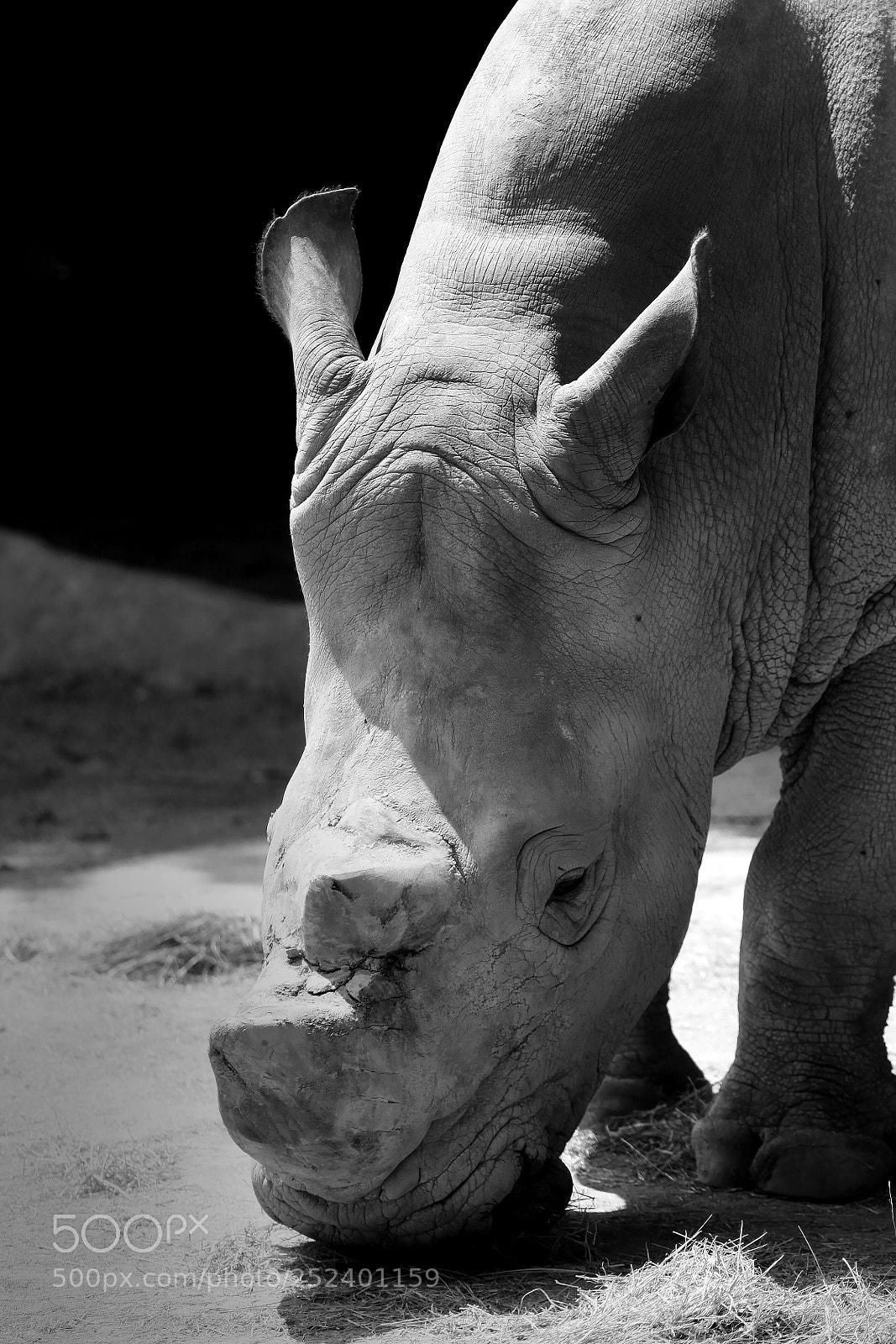 Canon EOS 5D Mark II sample photo. Rhino photography
