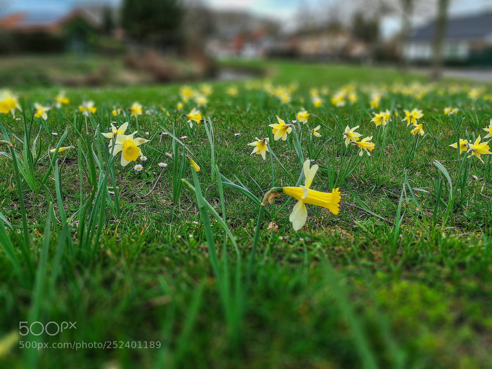 HUAWEI P10 sample photo. Narcissen bij de jeker photography
