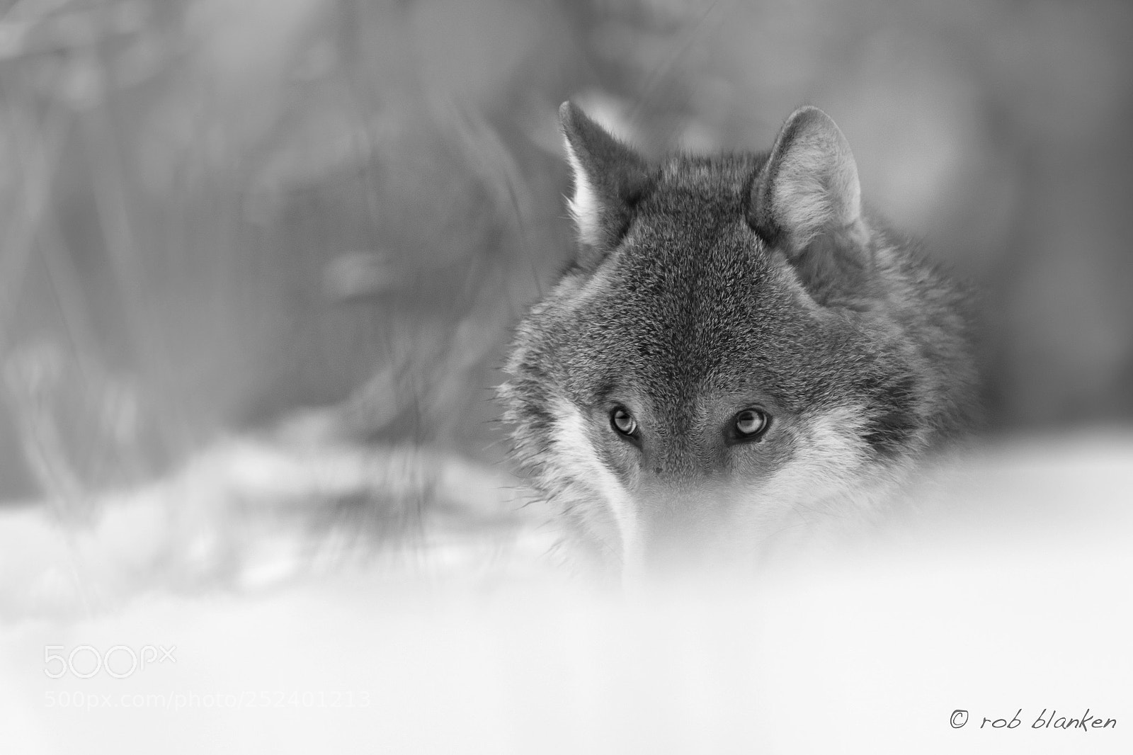 Nikon D850 sample photo. Gray wolf (12) photography