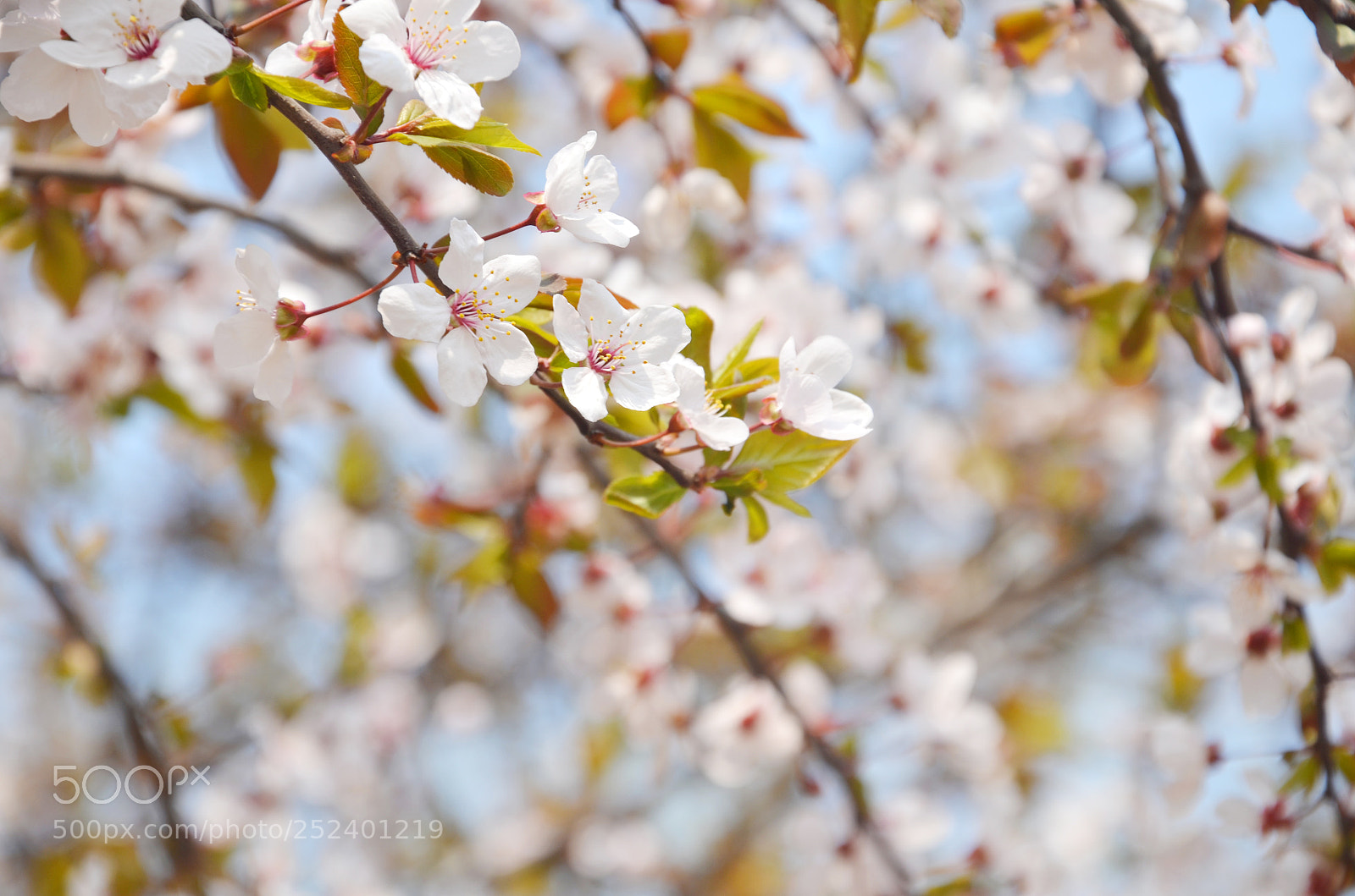 Nikon D7000 sample photo. 春 photography