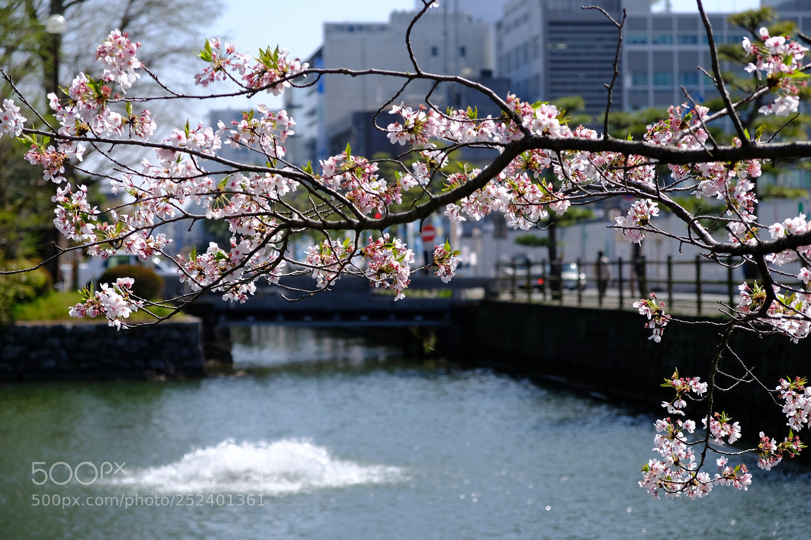 Fujifilm X-T20 sample photo. Sakura photography