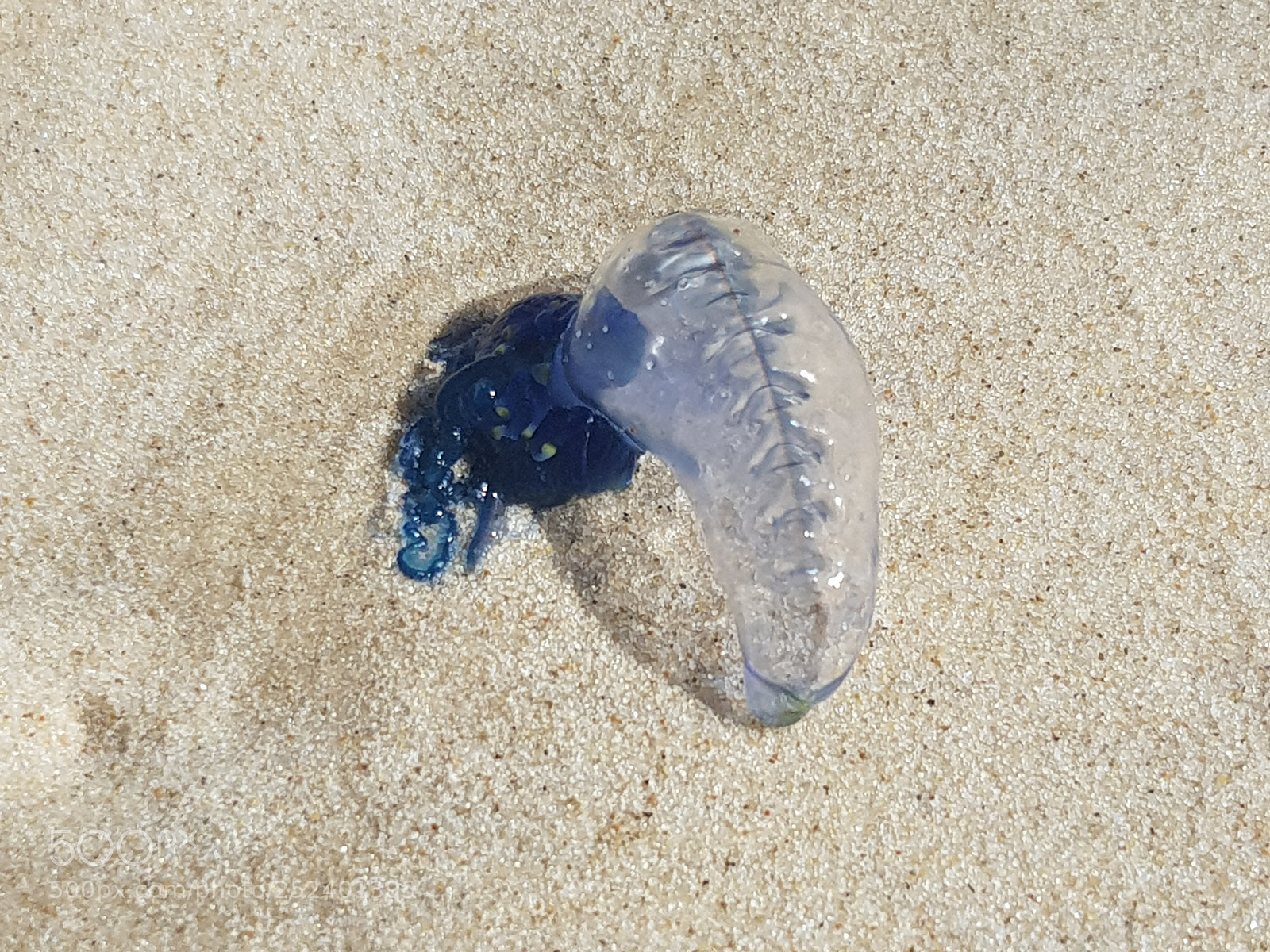 Samsung Galaxy S8 sample photo. Blue bottle beauty photography