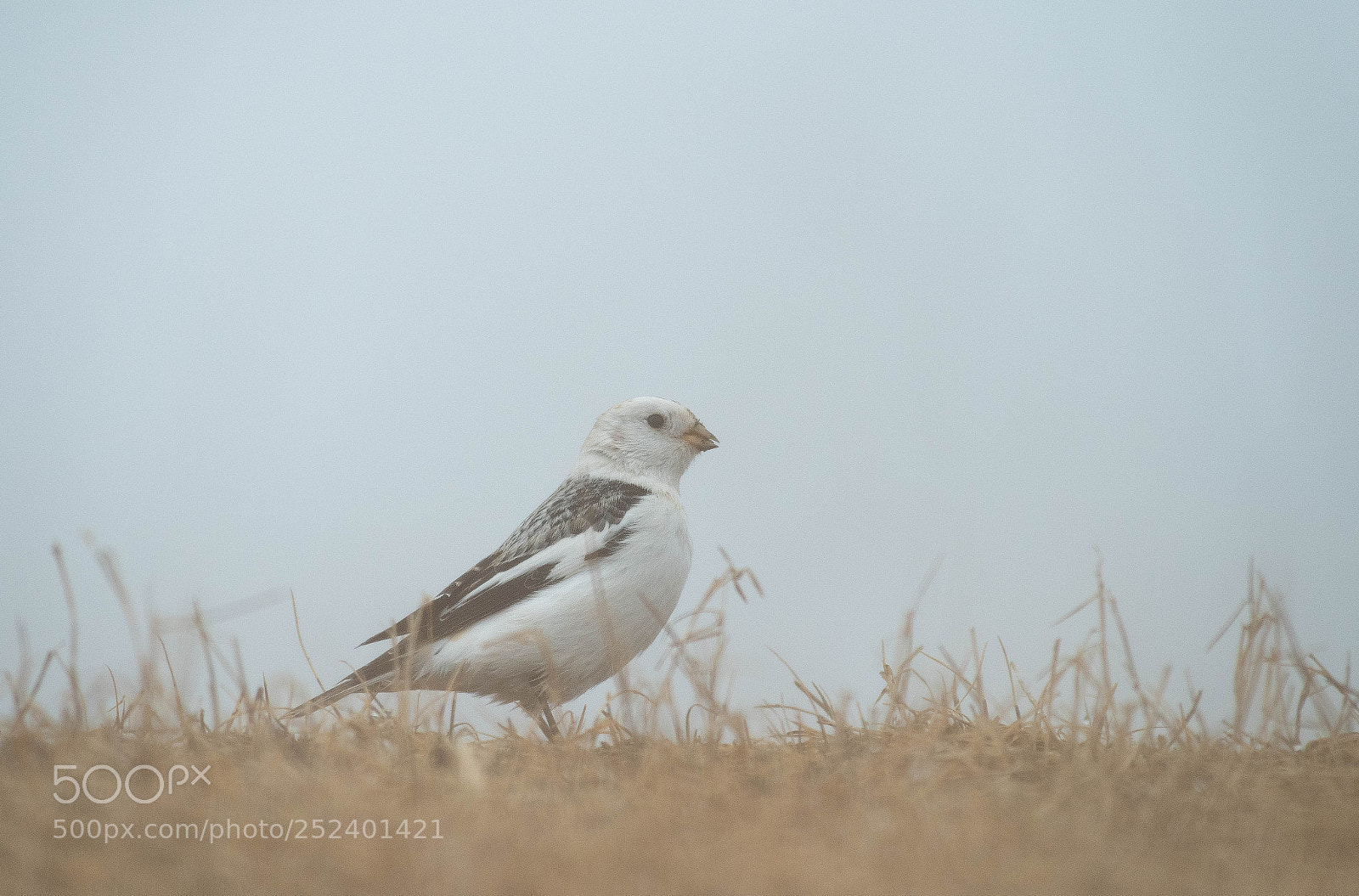 Nikon D5 sample photo. Plectrophenax nivalis photography