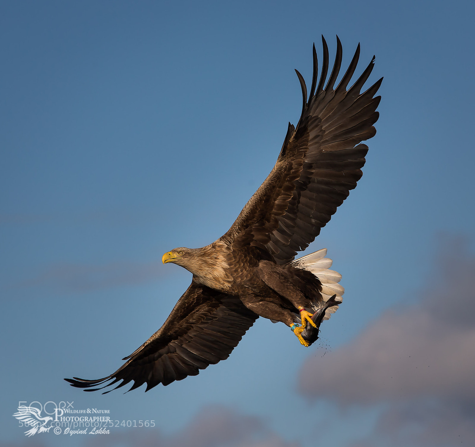 Canon EOS-1D X sample photo. White tailed eagle photography