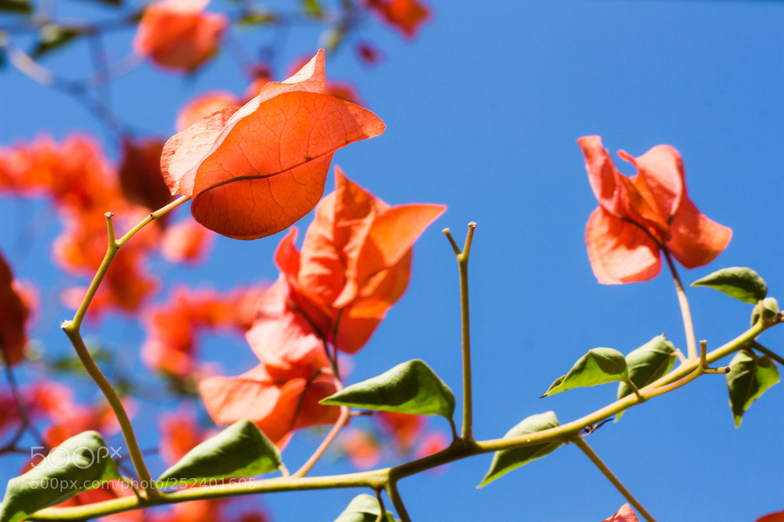 Canon EOS 700D (EOS Rebel T5i / EOS Kiss X7i) sample photo. Bougainvillea photography