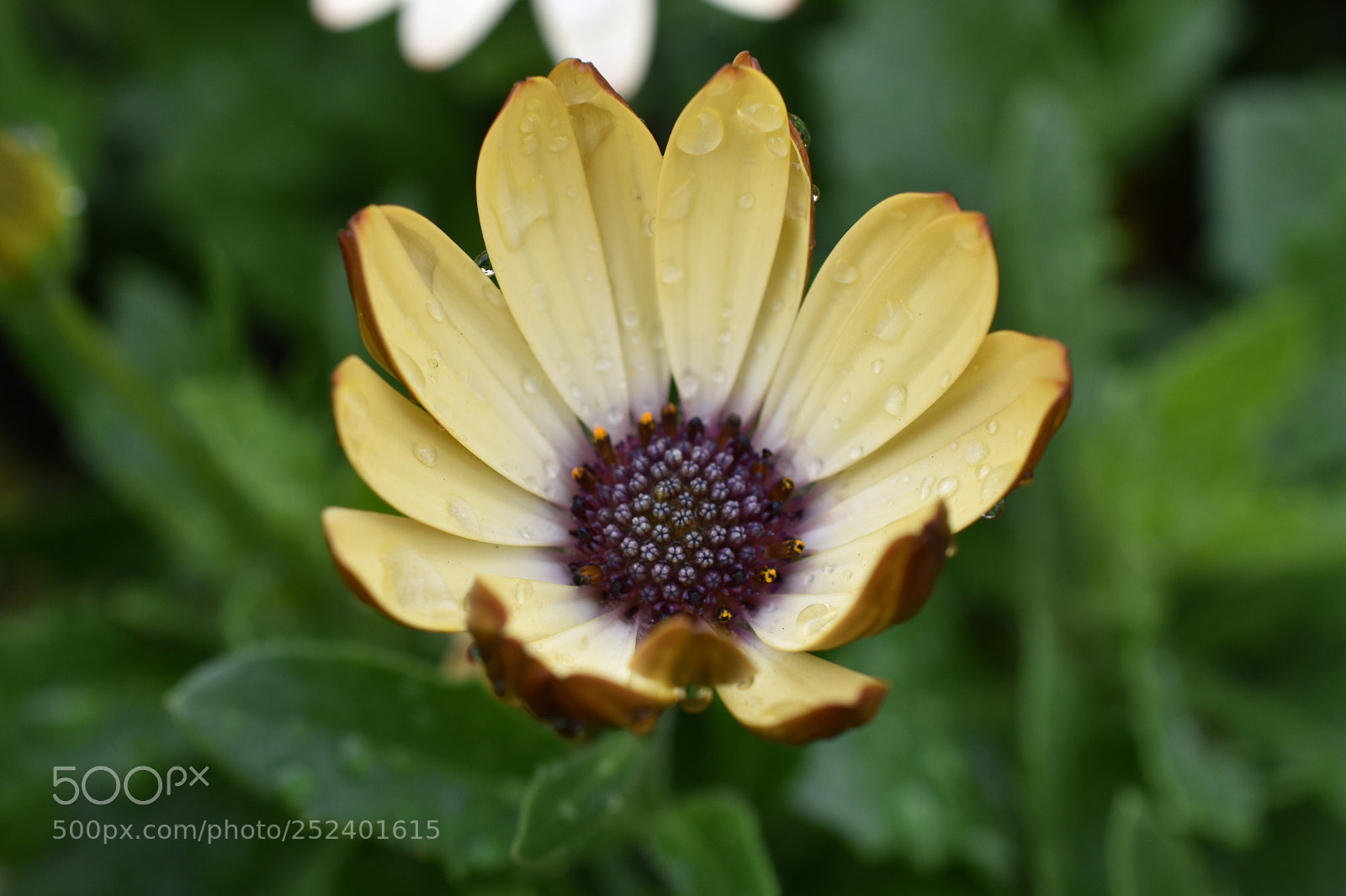Nikon D3400 sample photo. Thirst quencher photography