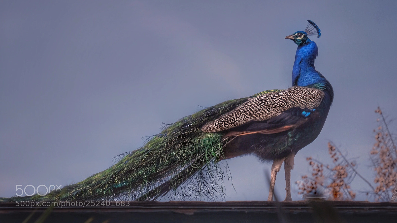 Fujifilm X-T20 sample photo. Peacock on the roof photography