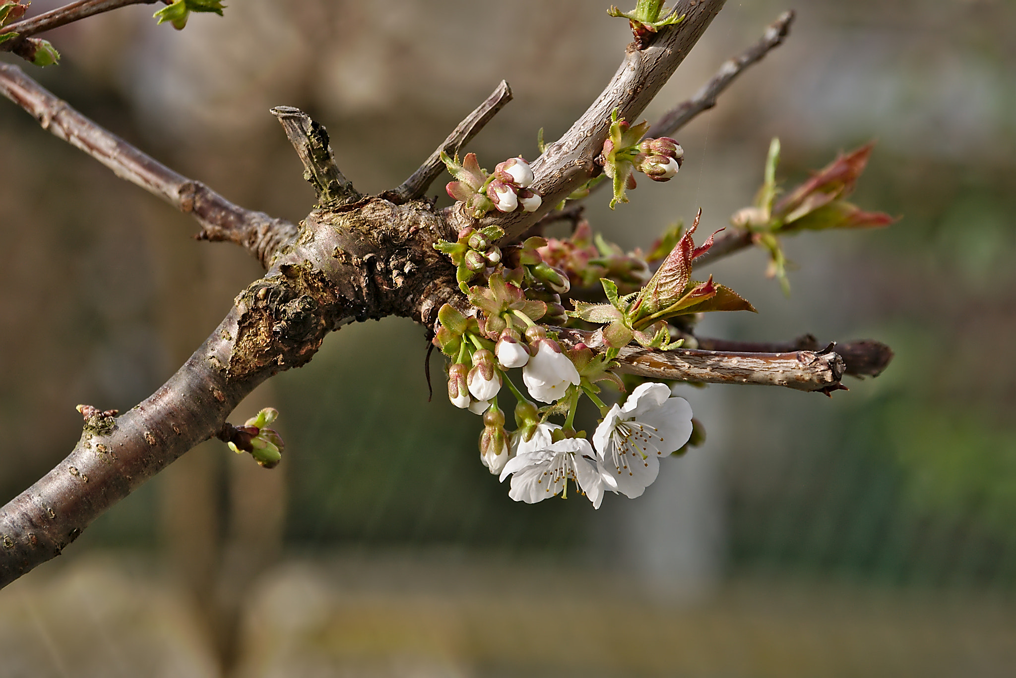 Panasonic Lumix DMC-GM1 sample photo. 2018 04 04 01 cherry tree.jpg photography