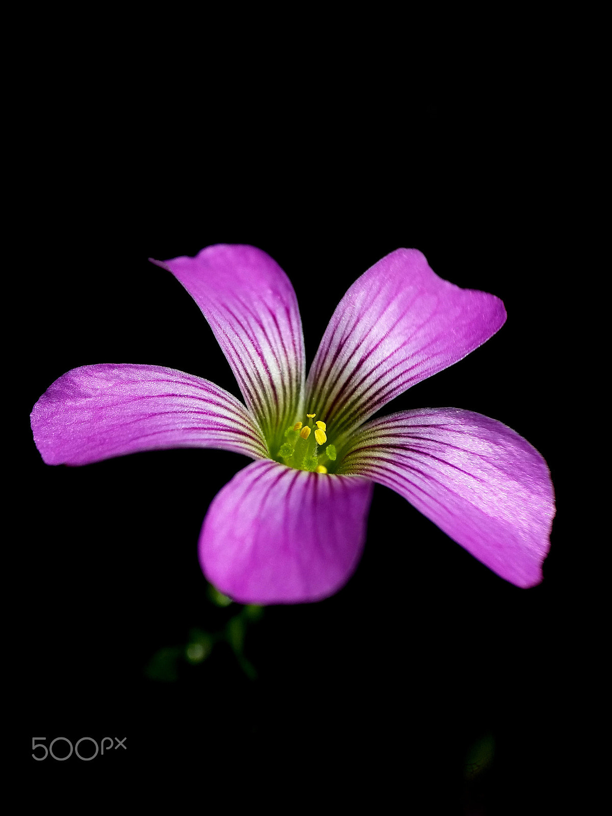 Samsung Galaxy A9 Pro sample photo. Smiling purple flower photography