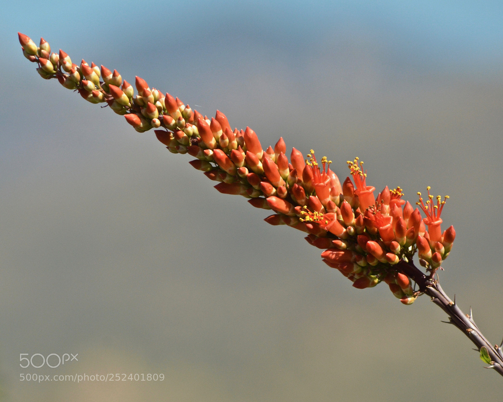 Nikon D7000 sample photo. Arizona flowers - ocotillo photography