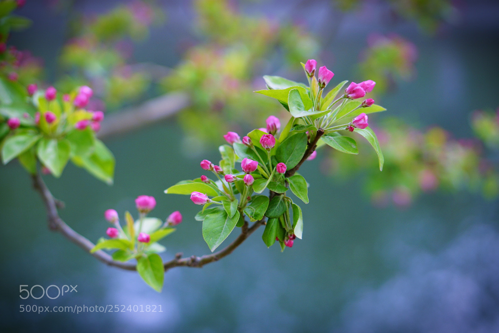 Sony a6000 sample photo. Flower photography