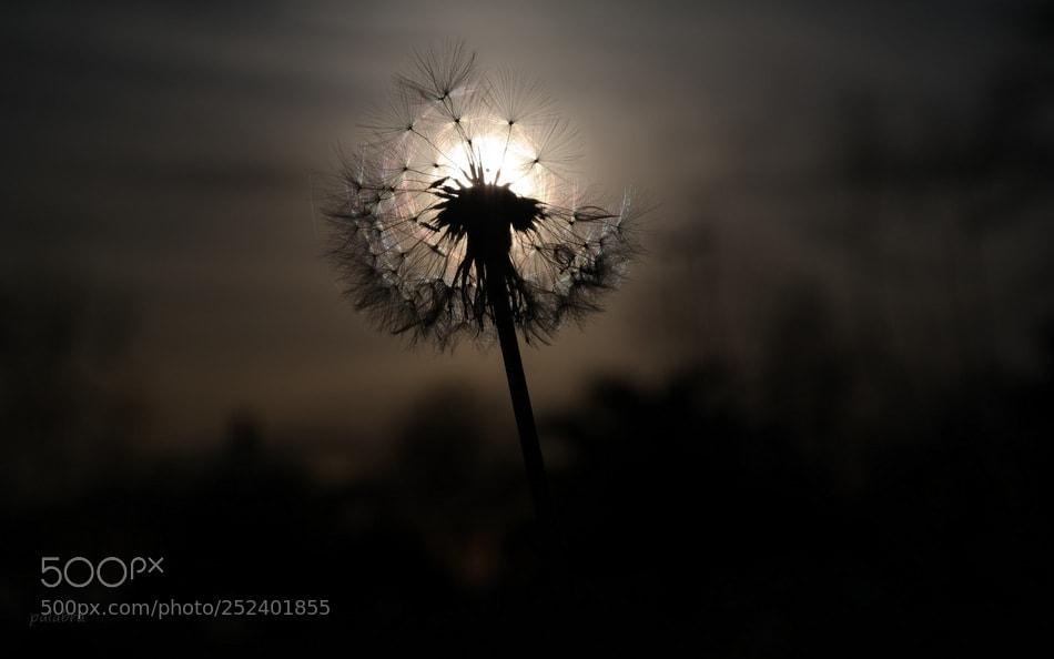 Samsung NX300 sample photo. ... photography