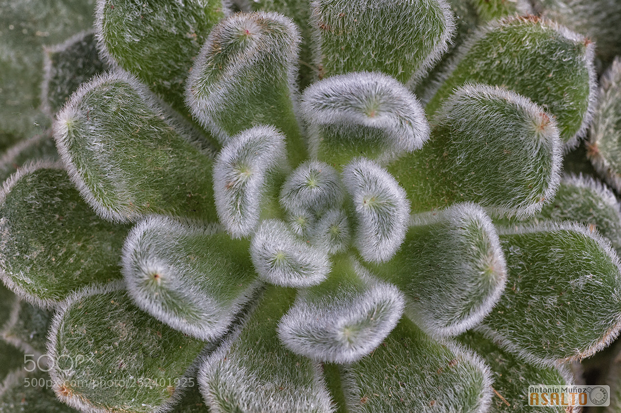 Canon EOS 7D sample photo. Nature photography