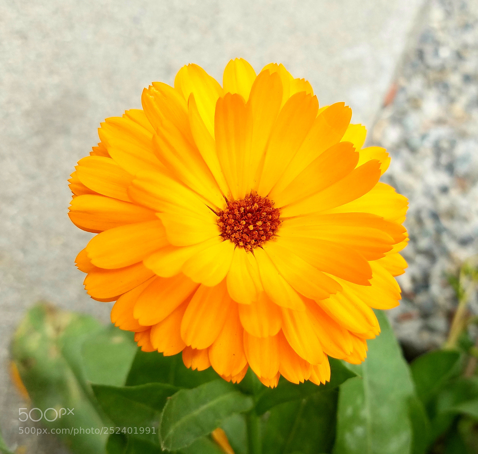 Samsung Galaxy S7 sample photo. Random flowers photography