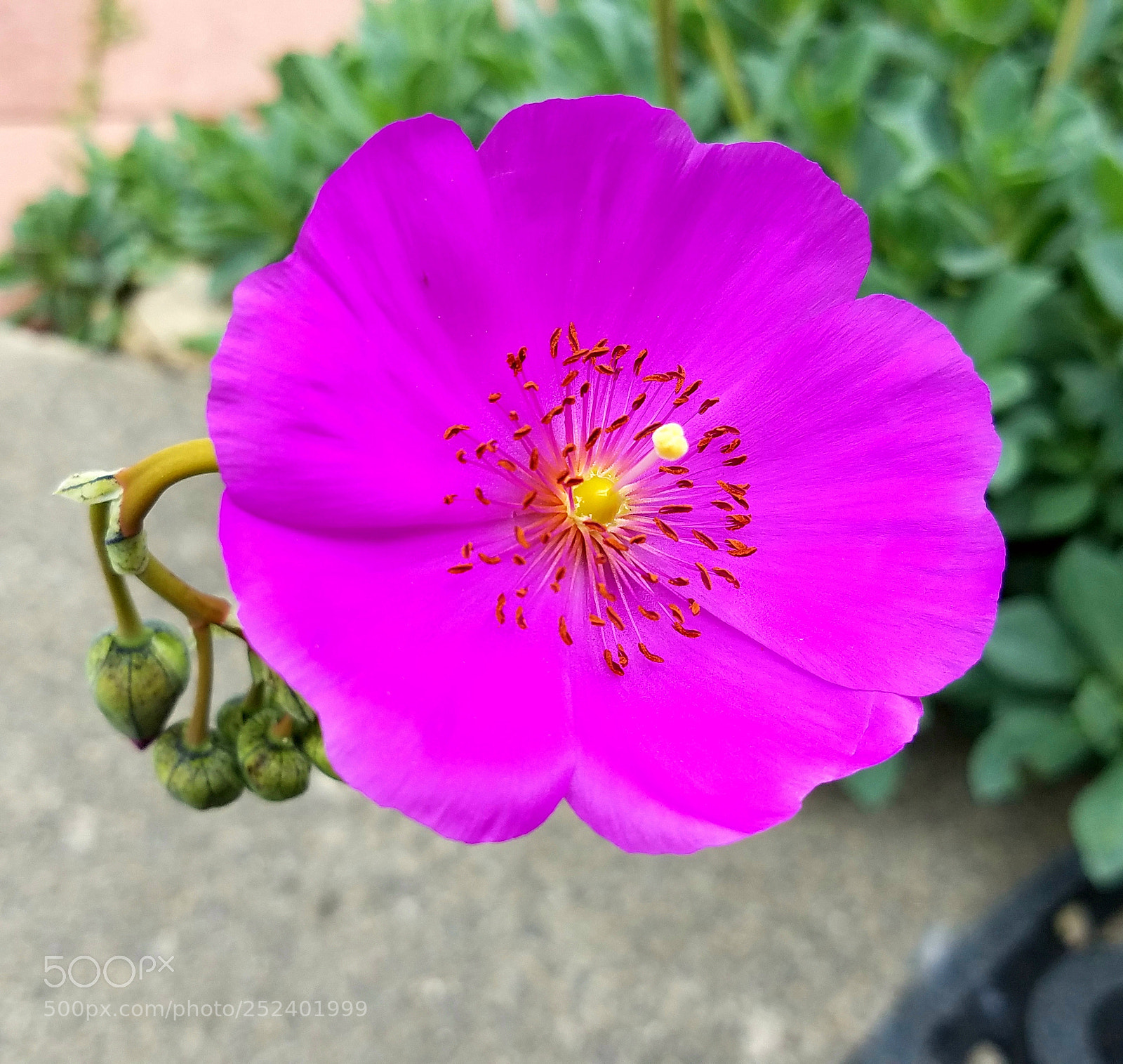 Samsung Galaxy S7 sample photo. Random flowers photography