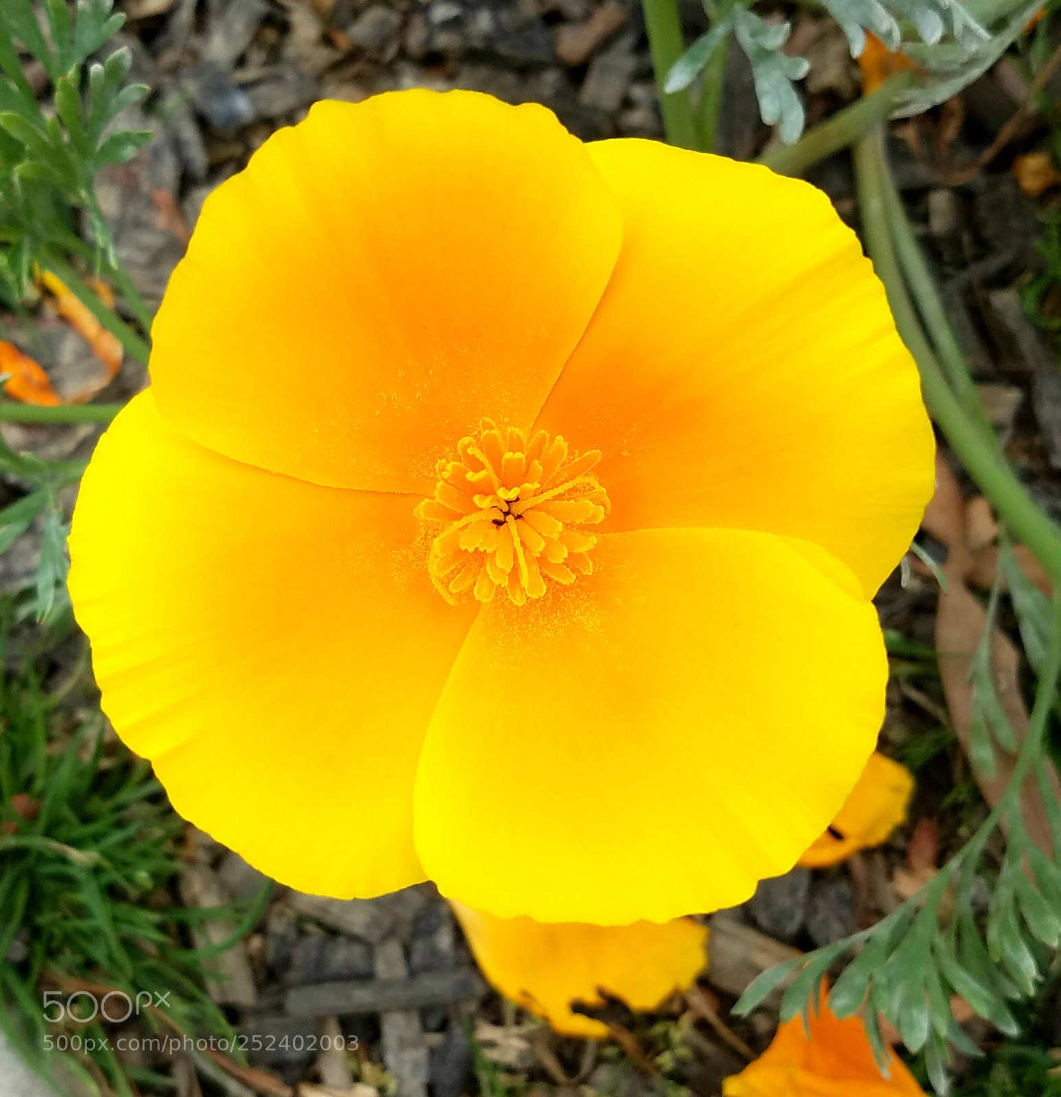 Samsung Galaxy S7 sample photo. Random flowers photography