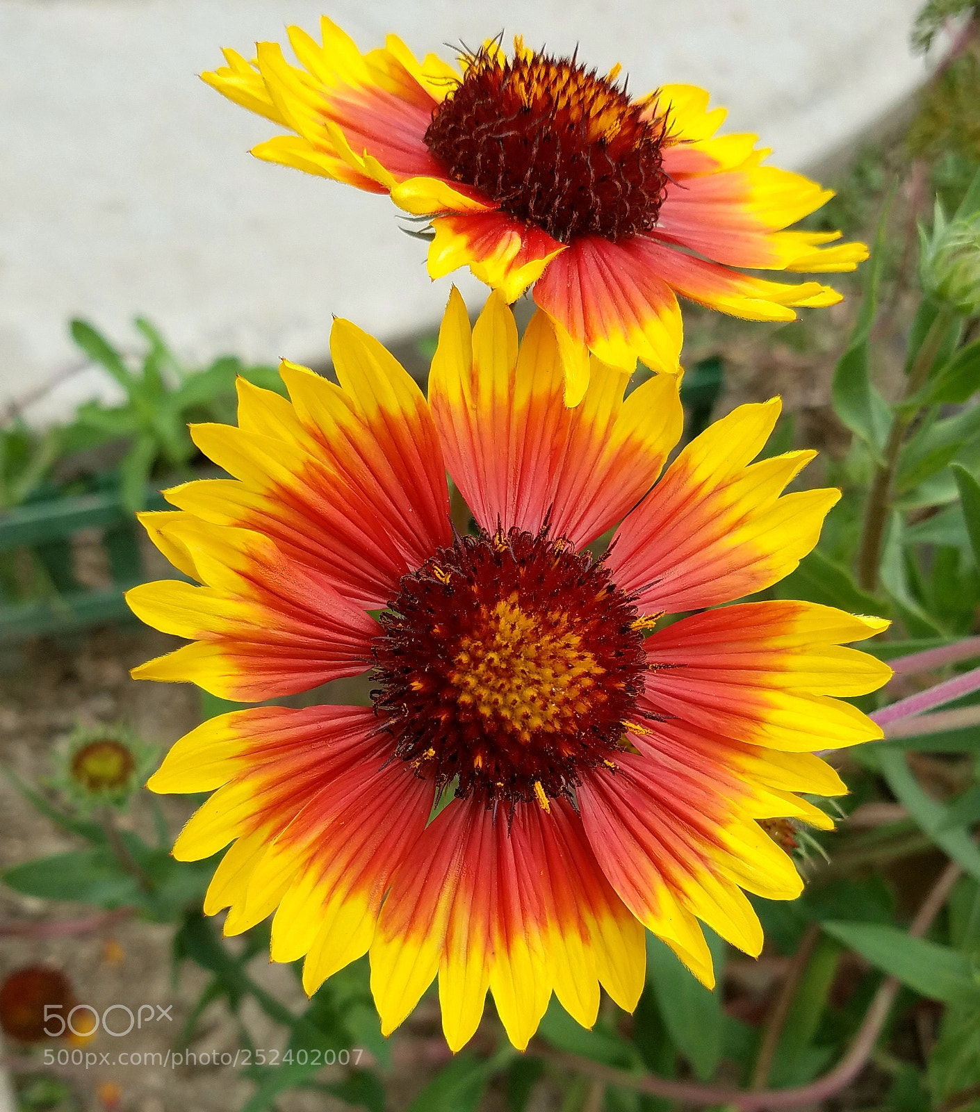 Samsung Galaxy S7 sample photo. Random flowers photography