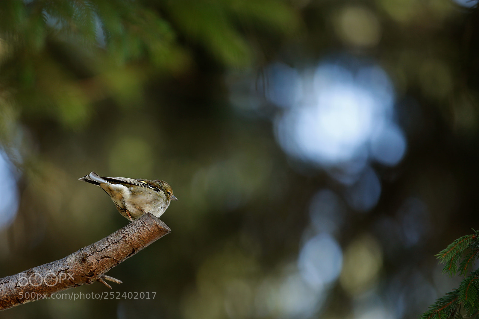 Canon EOS 5D Mark IV sample photo. Sparrow... photography