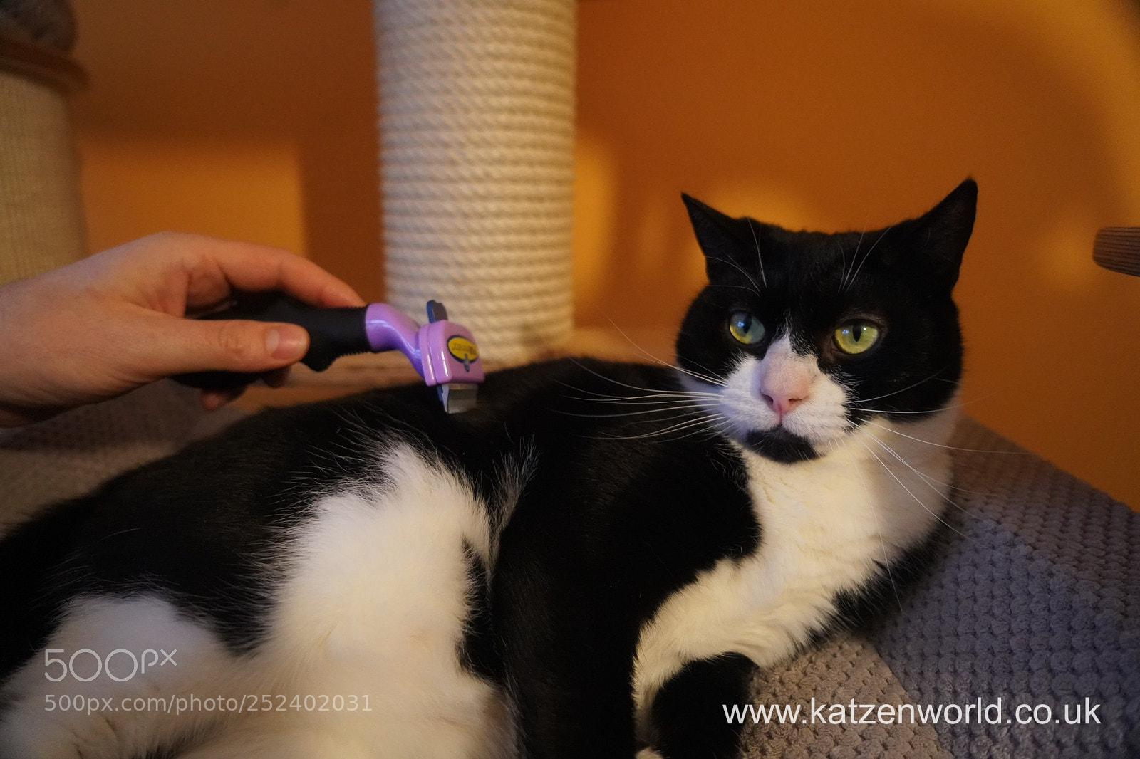 Sony a9 sample photo. Oliver renegade a purple photography