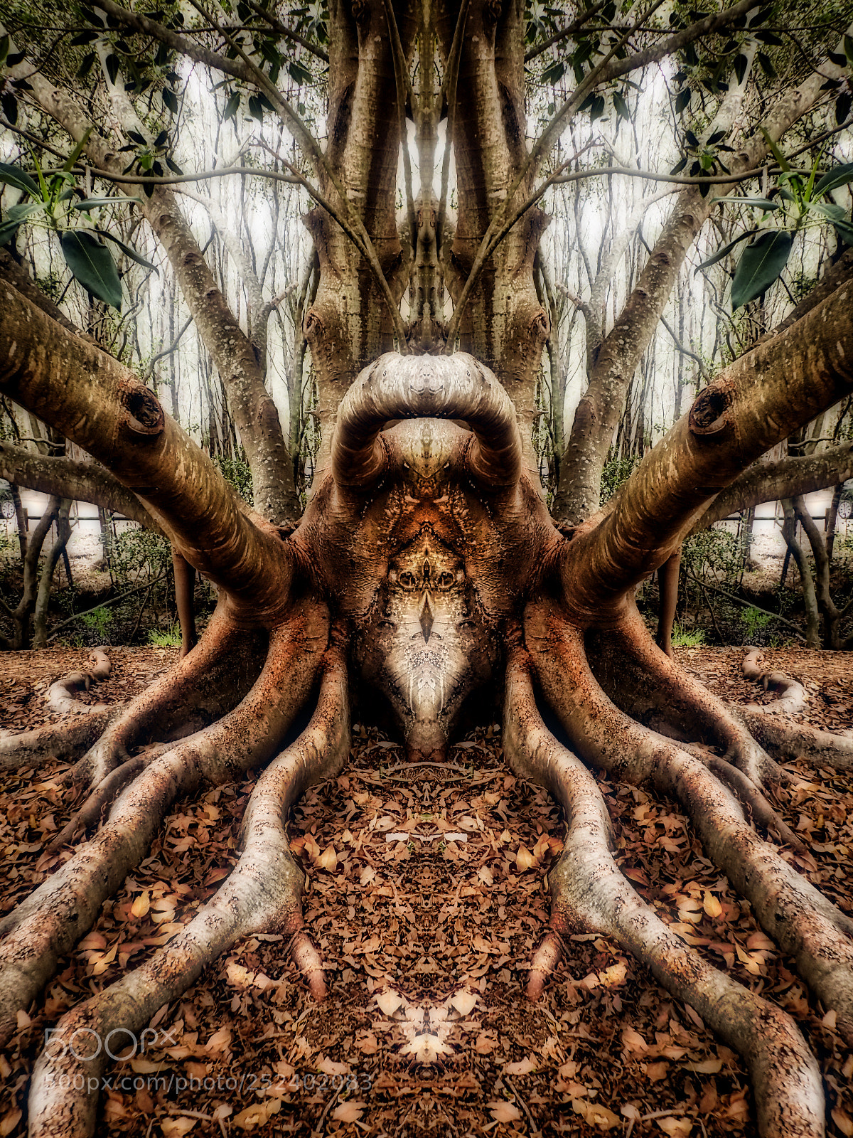 Olympus TG-4 sample photo. Spider tree photography