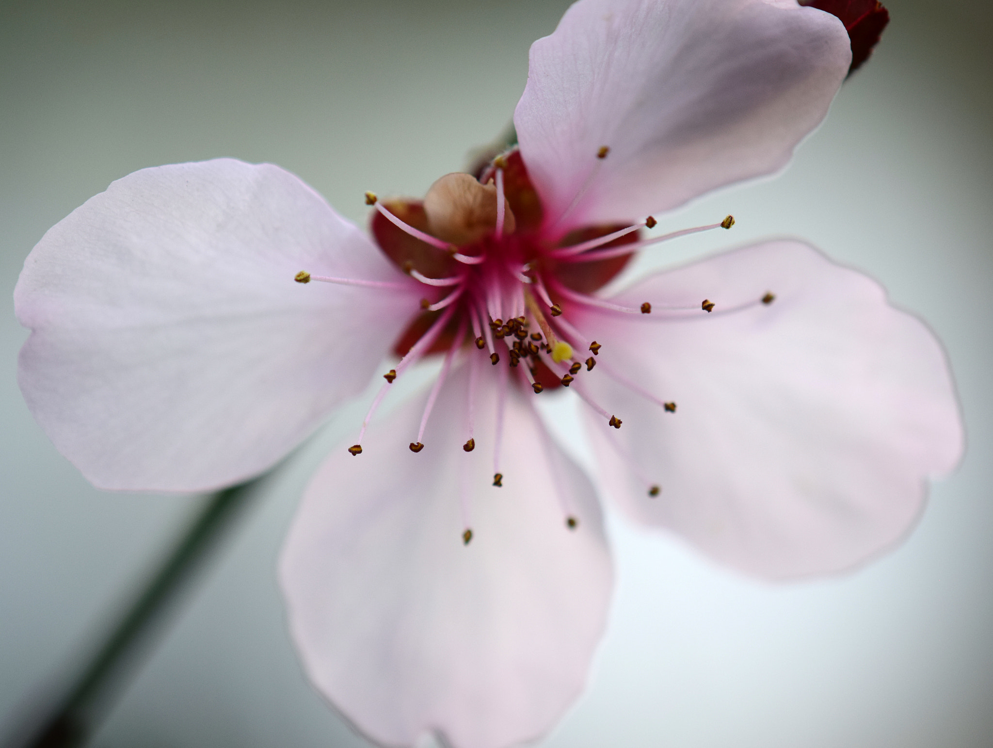 Nikon AF-S DX Micro-Nikkor 85mm F3.5G ED VR sample photo. Details photography