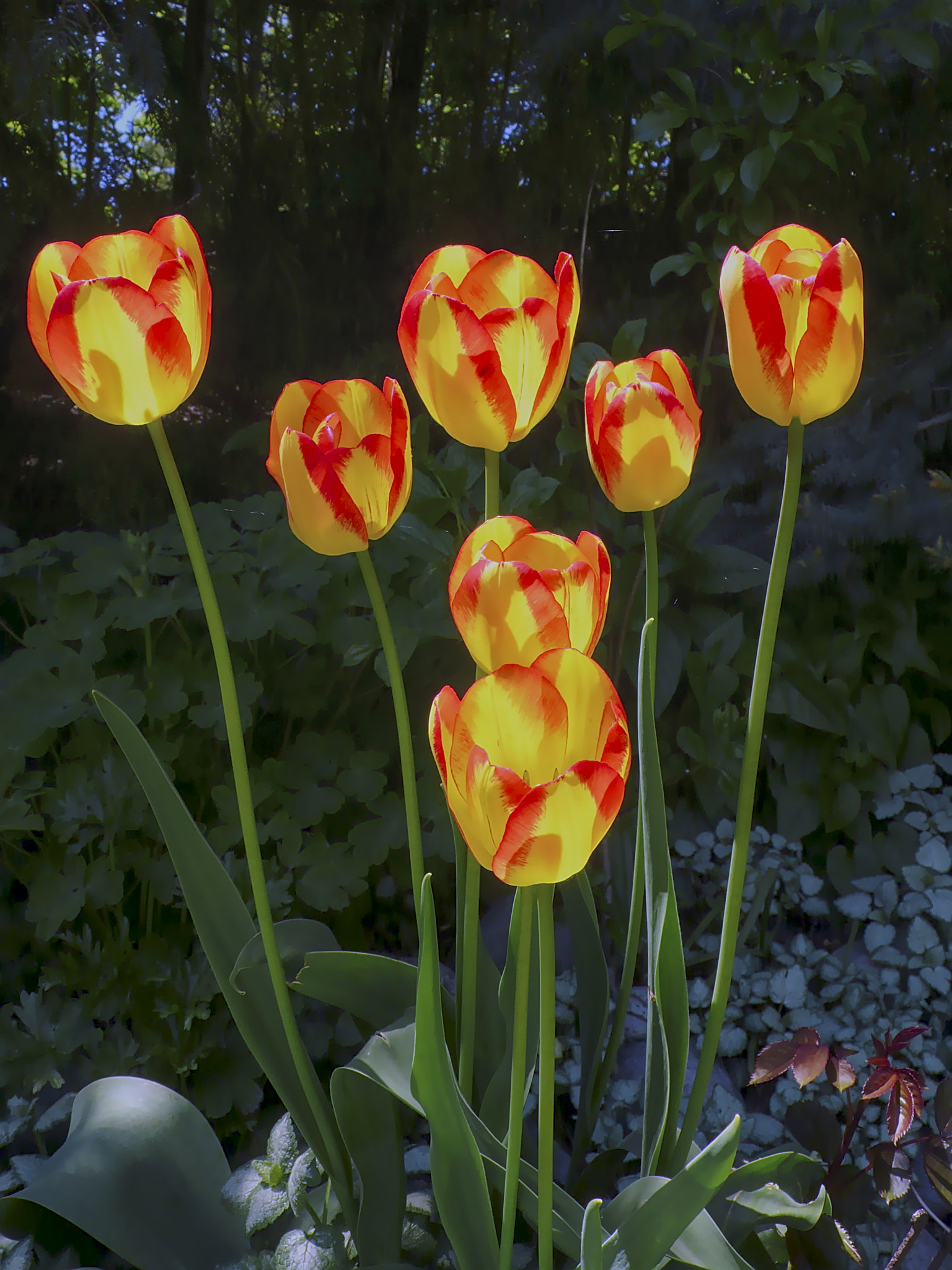 Leica D-LUX 3 sample photo. Tulips photography