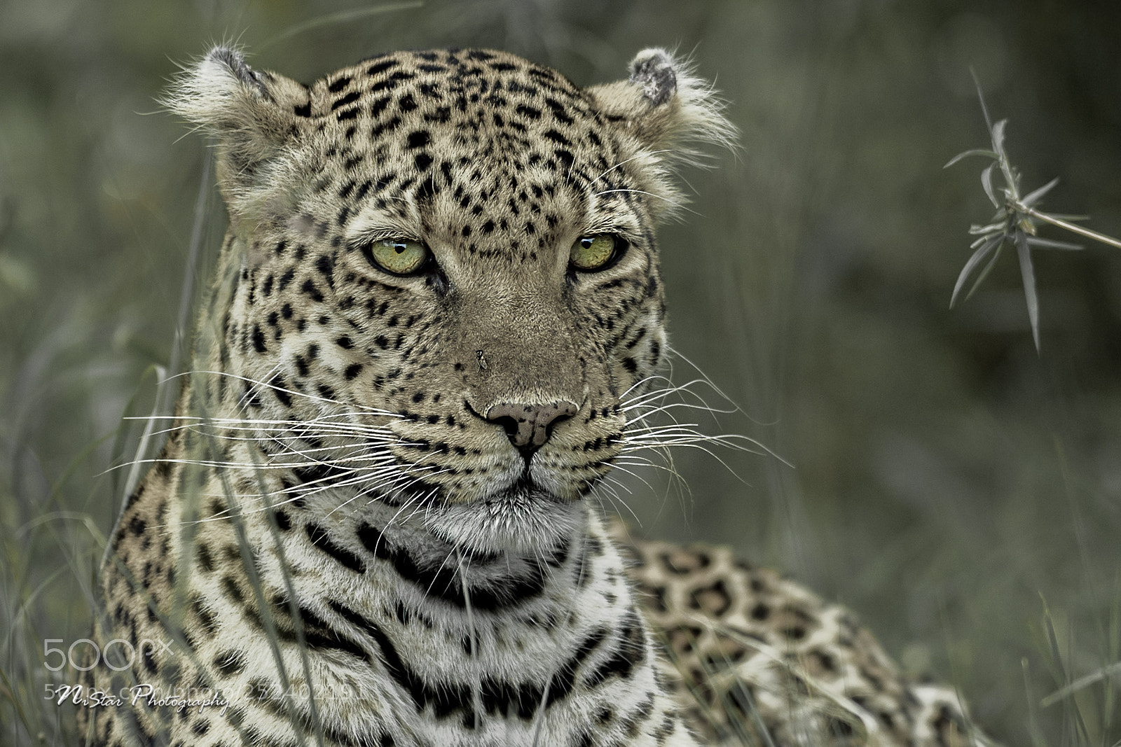 Nikon D5 sample photo. Leopard portrait photography