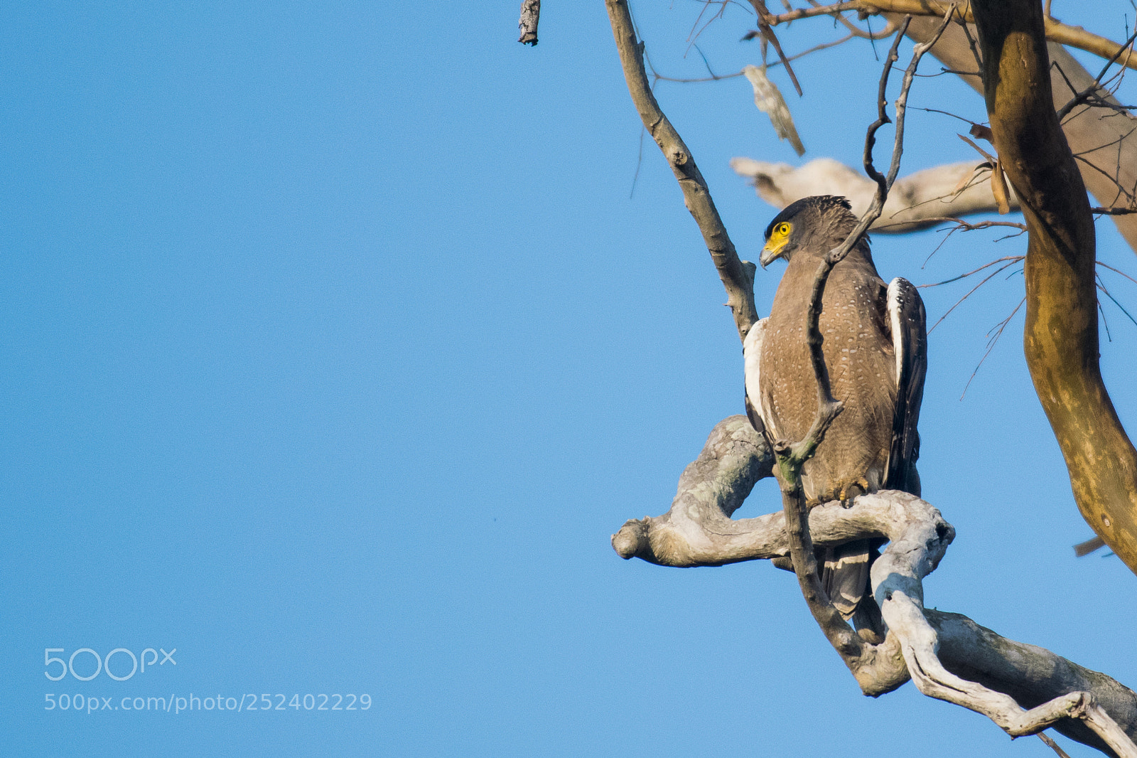 Nikon D5300 sample photo. The majestic eagle photography