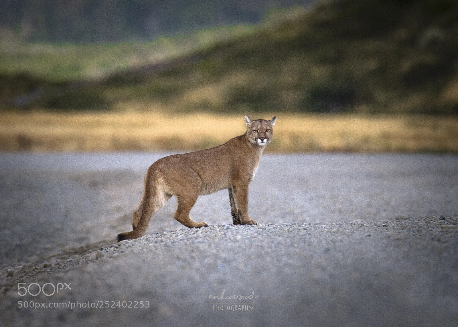 Canon EOS 7D sample photo. Patagonia puma chile photography