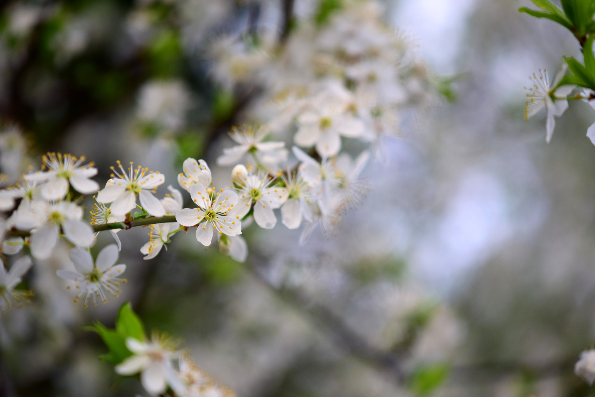 Nikon AF-S DX Micro-Nikkor 85mm F3.5G ED VR sample photo. Details photography
