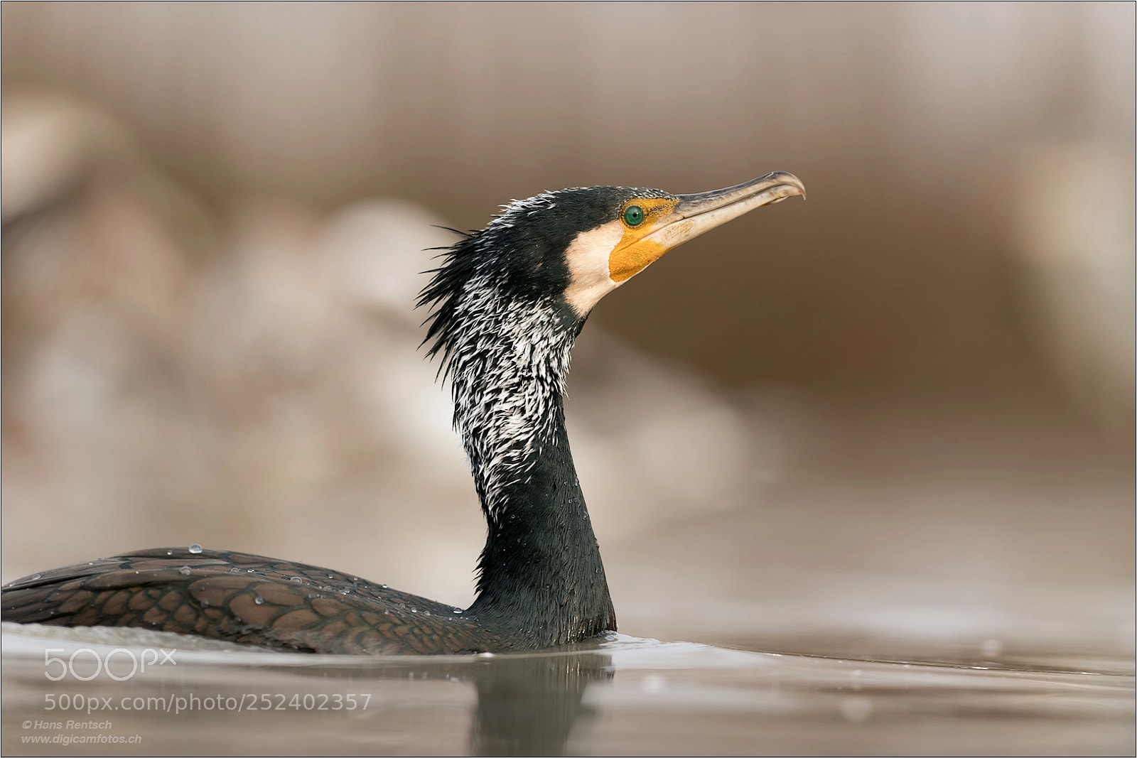 Nikon D5 sample photo. Great cormorant photography