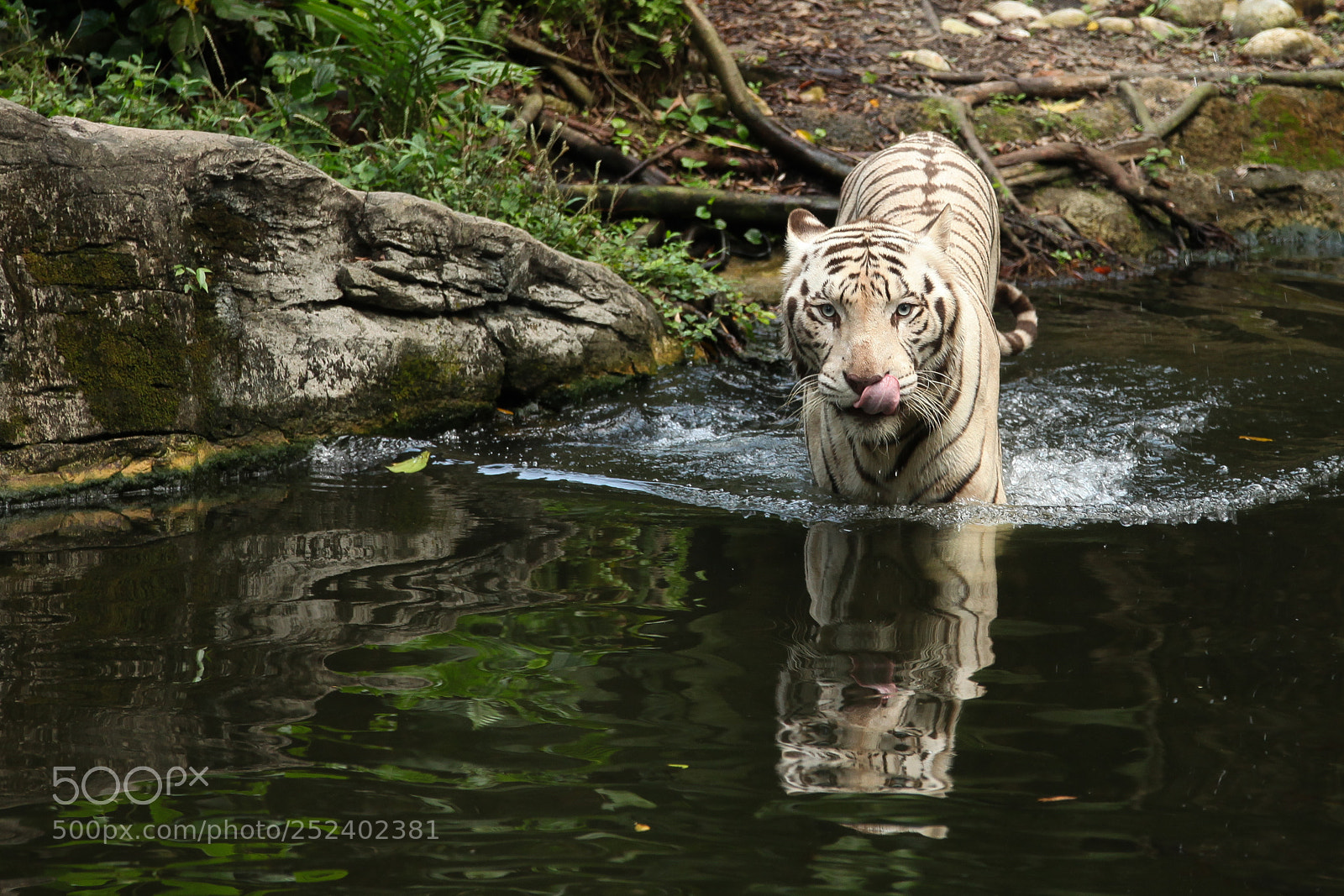 Canon EOS 5D Mark II sample photo. White tiger photography