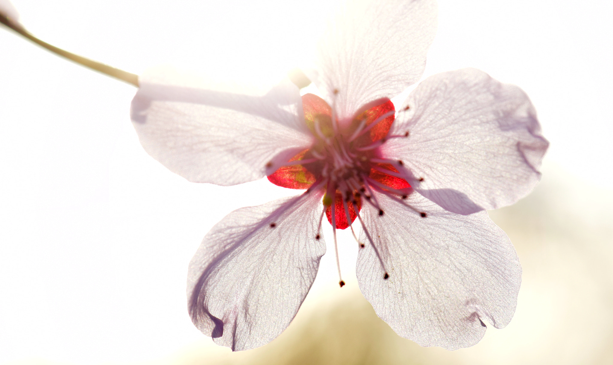 Nikon AF-S DX Micro-Nikkor 85mm F3.5G ED VR sample photo. Sunkissed photography