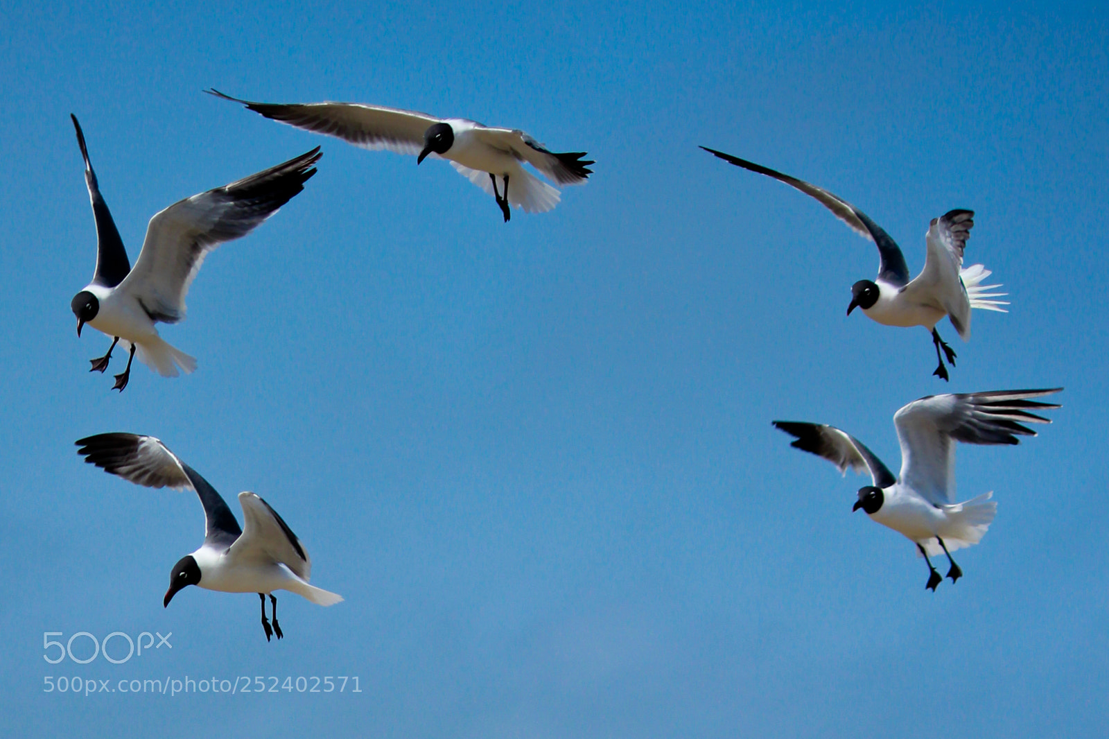 Canon EOS 600D (Rebel EOS T3i / EOS Kiss X5) sample photo. Circle of gulls photography