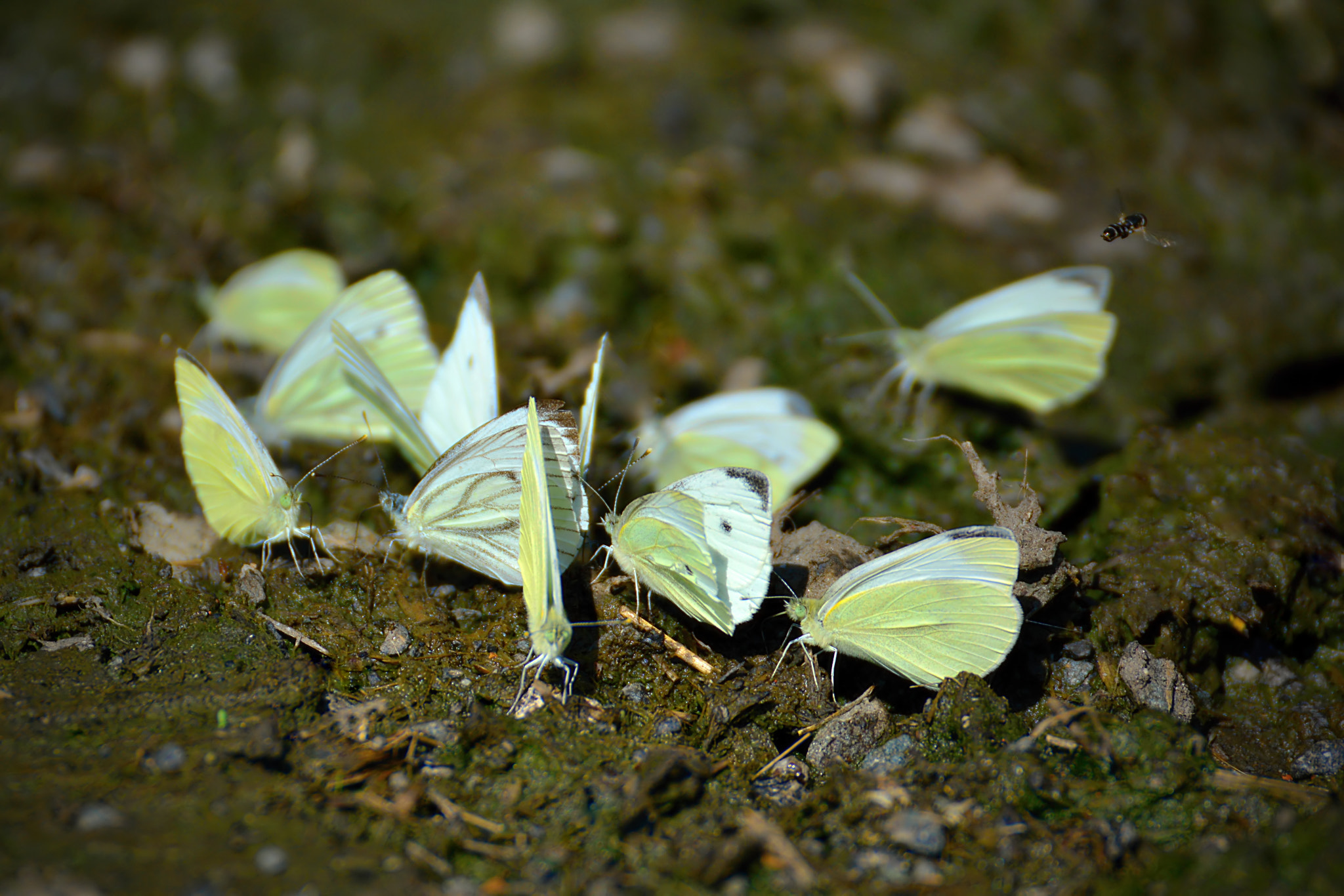 Nikon D5200 sample photo. *** photography