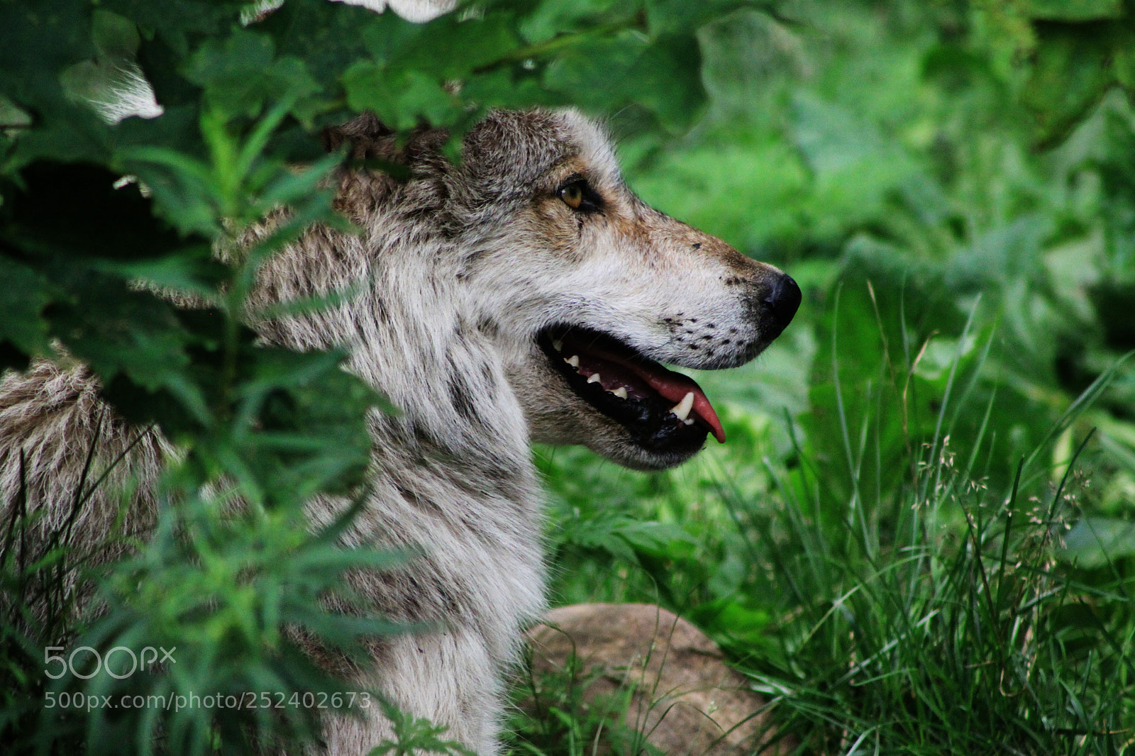 Canon EOS 50D sample photo. Omega photography