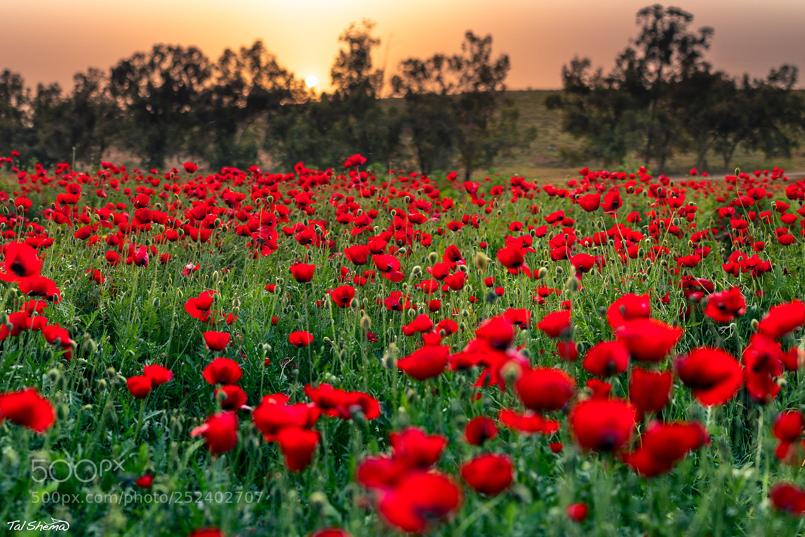 Canon EOS 5D Mark IV sample photo. Red flowers photography