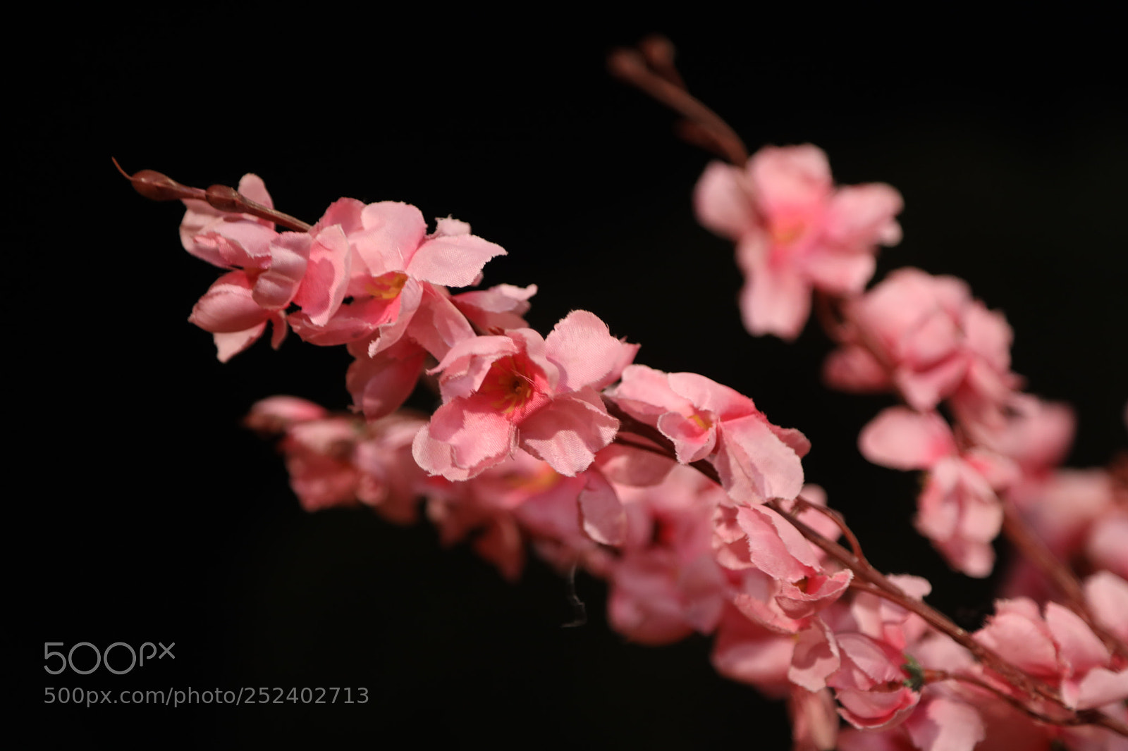 Canon EF 24-105mm F4L IS USM sample photo. Pink flowers photography