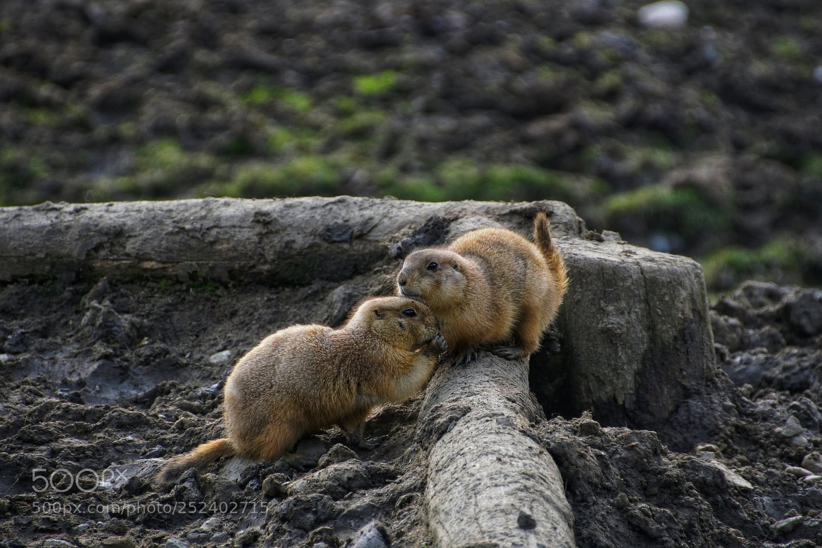 Sony a6000 sample photo. Cuddling photography