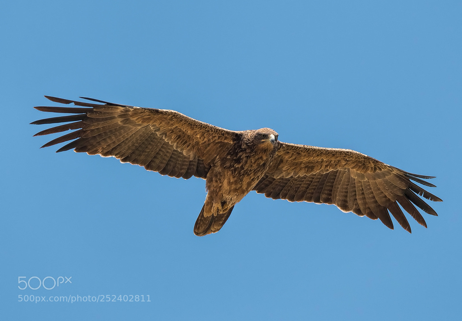 Nikon D500 sample photo. Tawny eagle photography