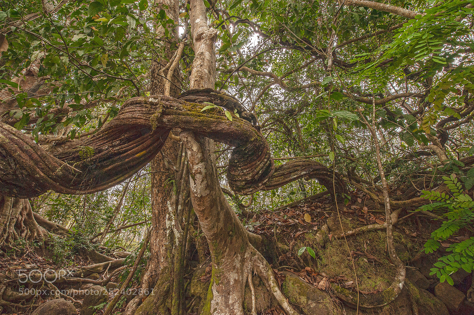 Nikon D700 sample photo. Tree of life photography