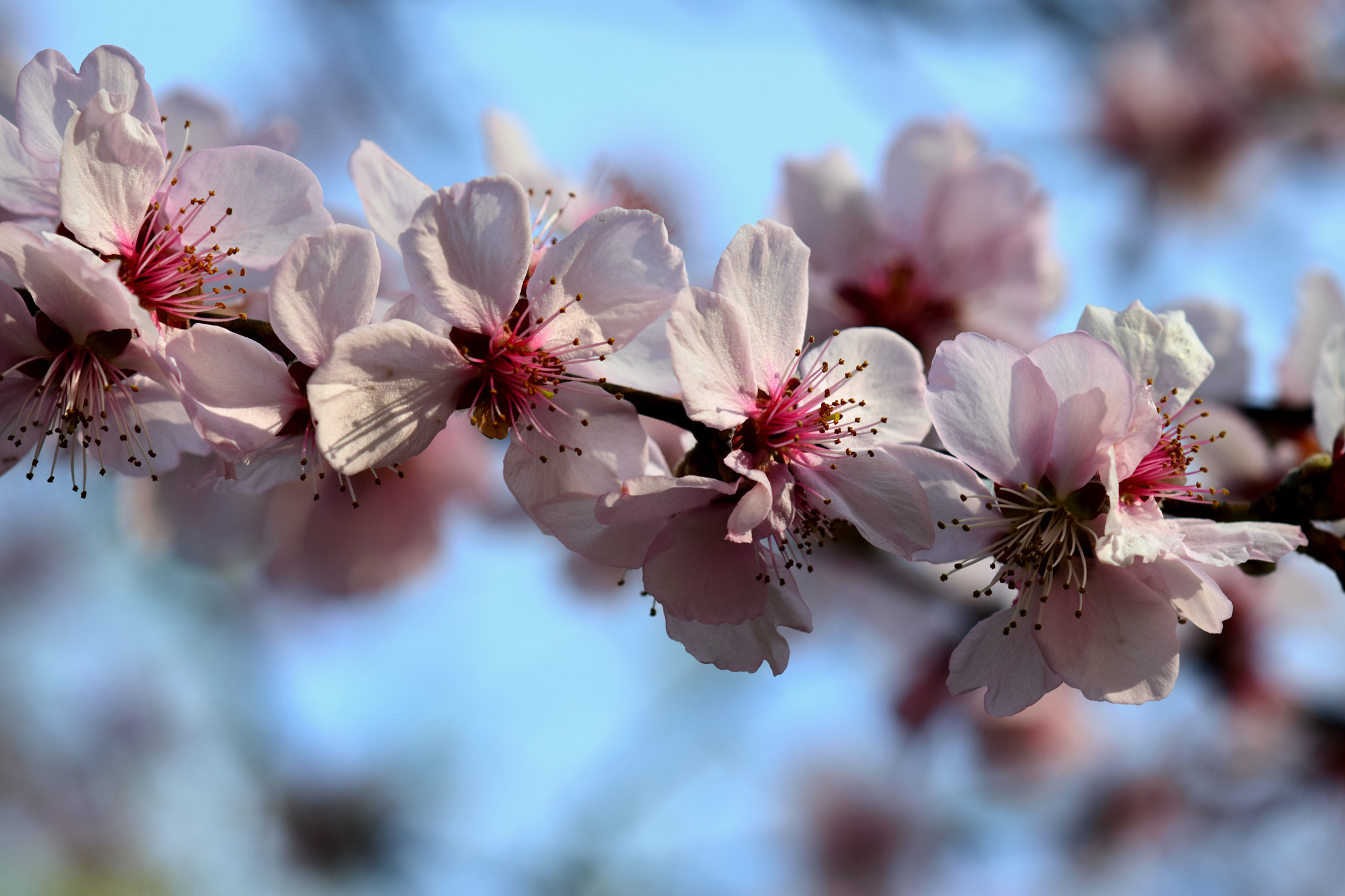Nikon AF-S DX Micro-Nikkor 85mm F3.5G ED VR sample photo. Blooming photography