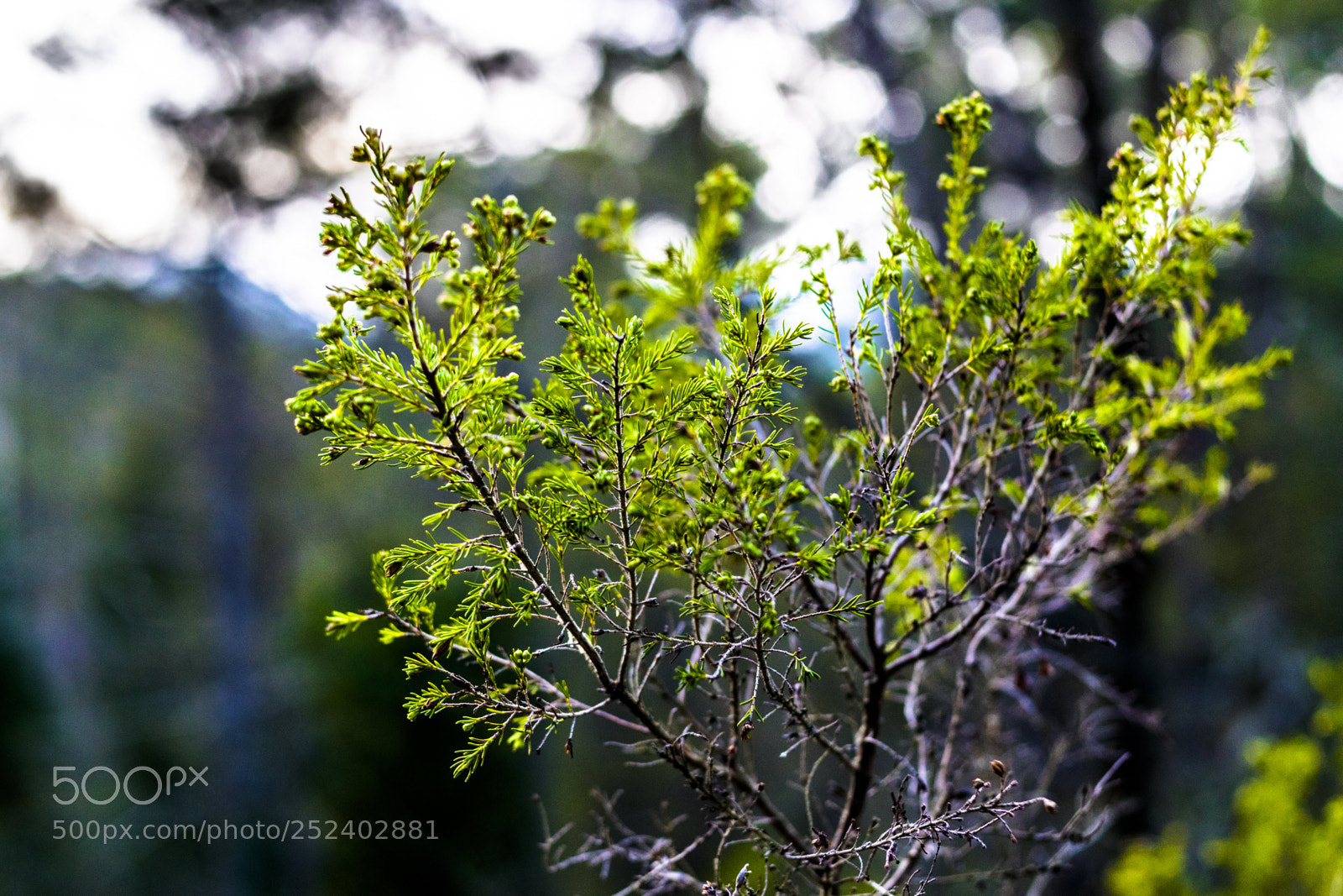 Nikon D3300 sample photo. Verde primavera photography
