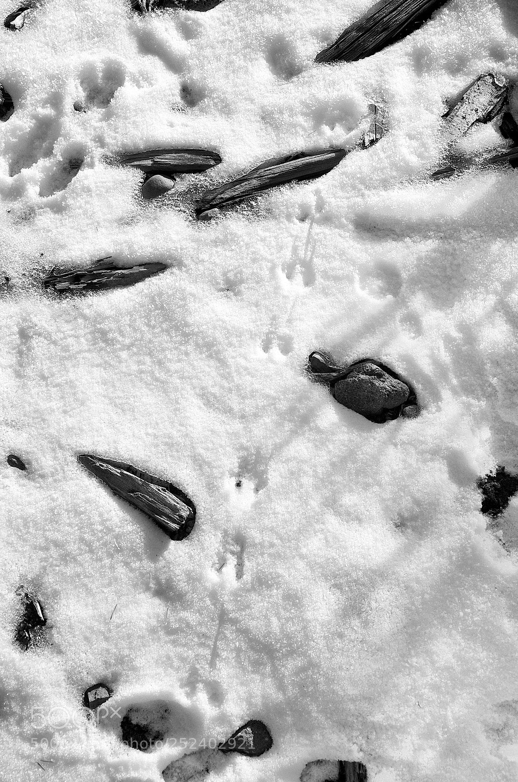 Nikon D300 sample photo. Quail tracks photography