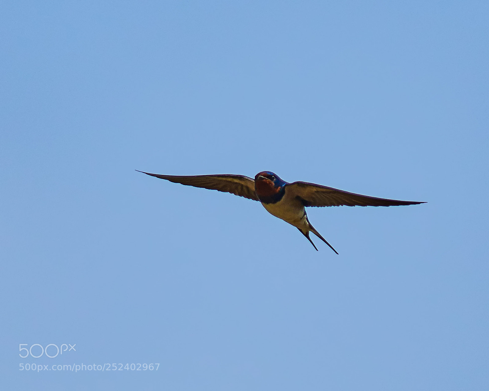 Nikon D500 sample photo. Swallow photography