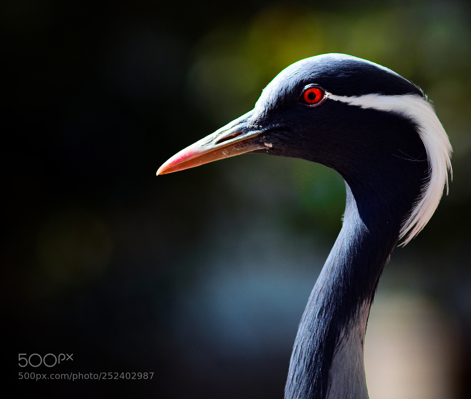 Nikon D7100 sample photo. Demoiselle crane ii photography